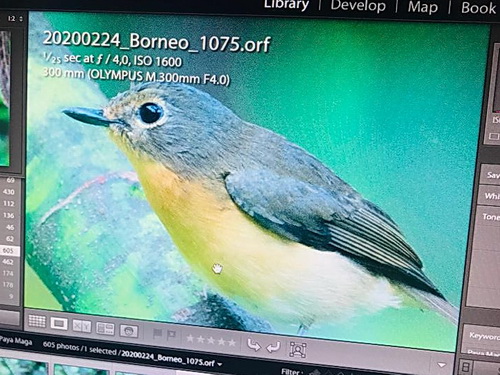 Dayak (Hill) Blue Flycatcher