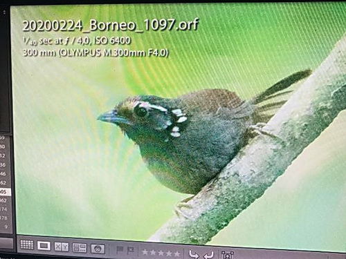 White-necked Babbler