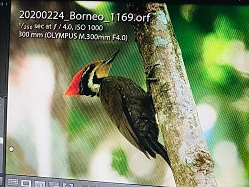 Olive-backed Woodpecker