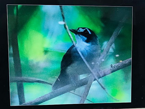 Grey-breasted Babbler